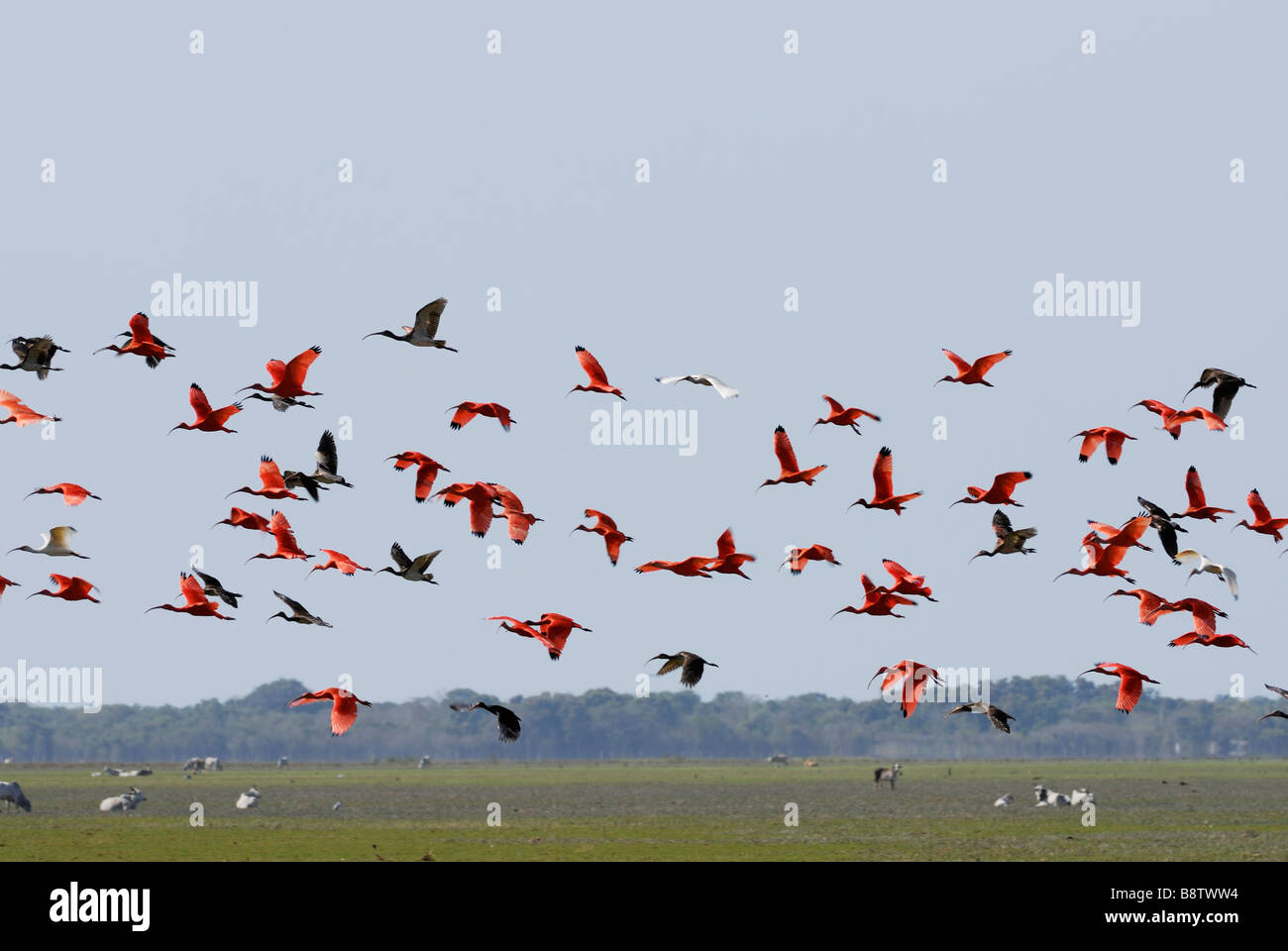 Sciame di Scarlet Ibis battenti, Eudocimus ruber, LOS LLANOS, Venezuela, Sud America Foto Stock