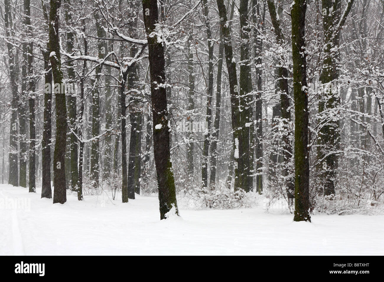 Foresta invernale durante la nevicata Foto Stock
