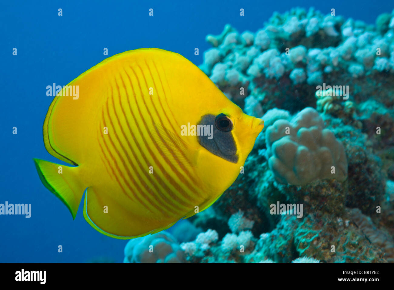 Masked Butterflyfish Chaetodon semilarvatus Marsa Alam Red sea Egypt Foto Stock