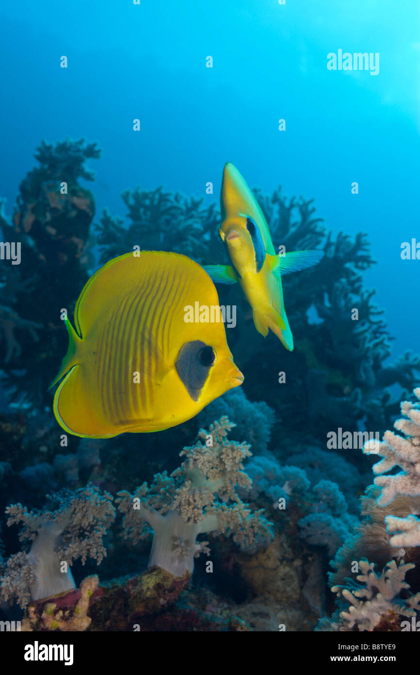 Butterflyfishes mascherato Chaetodon semilarvatus Marsa Alam Red sea Egypt Foto Stock