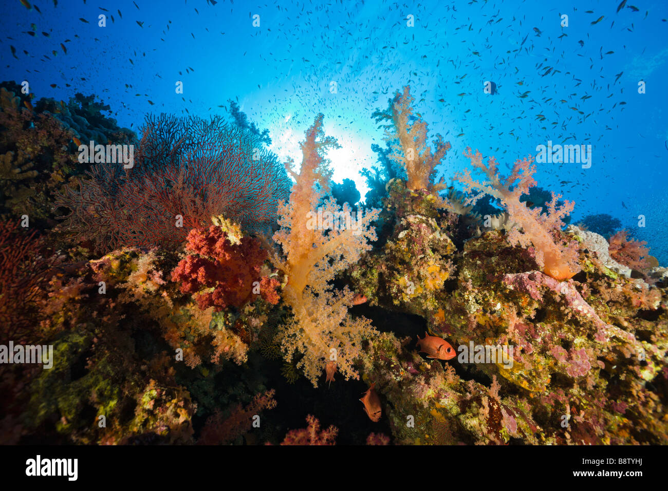 Coralli molli a Coral Reef Dentronephthya Elphinestone Reef Red sea Egypt Foto Stock