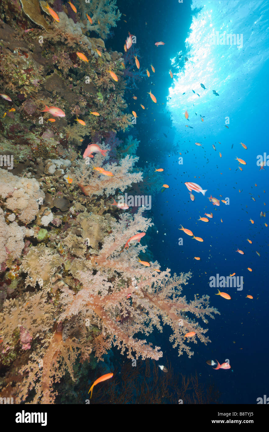 Coralli molli a Coral Reef Dentronephthya Elphinestone Reef Red sea Egypt Foto Stock