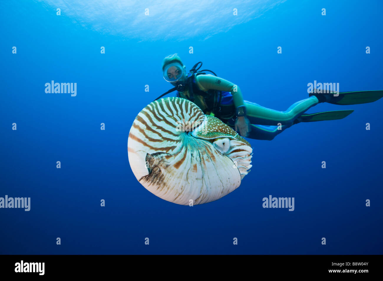 Nautilus e subacqueo Nautilus pompilio Grande Barriera Corallina in Australia Foto Stock