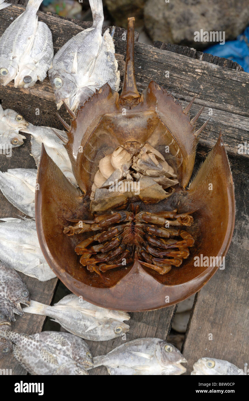 La parte inferiore di un ferro di cavallo o granchio reale Tachypleus gigas Semporna mercato Semporna Sabah Borneo malese del sud-est asiatico Foto Stock