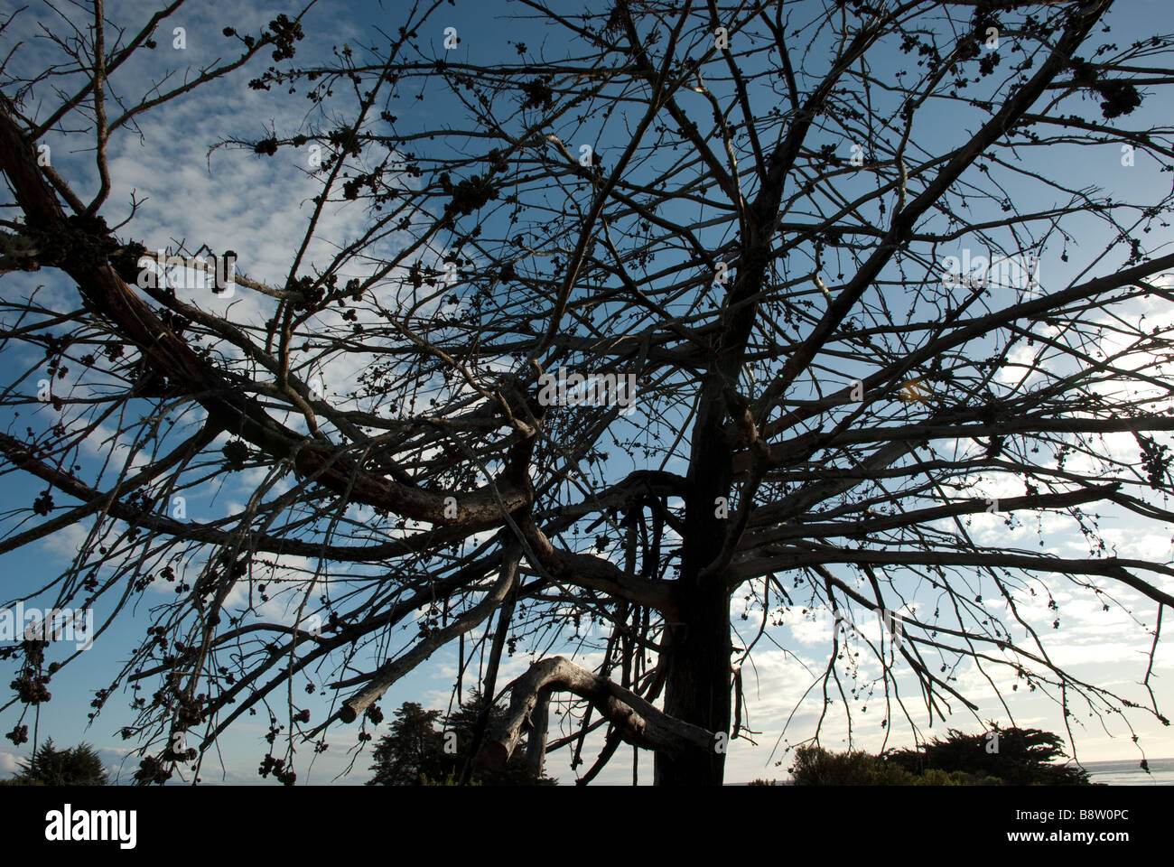 Attraverso i rami di questo albero morente il cielo blu è visto Foto Stock