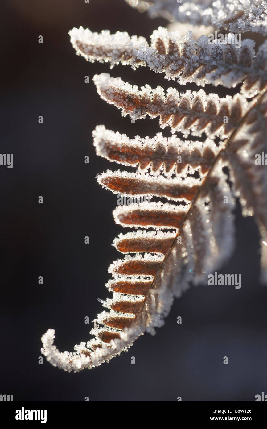 Bracken Fern (Pteridium aquilinum), close-up di brina coperto frond in autunno Foto Stock
