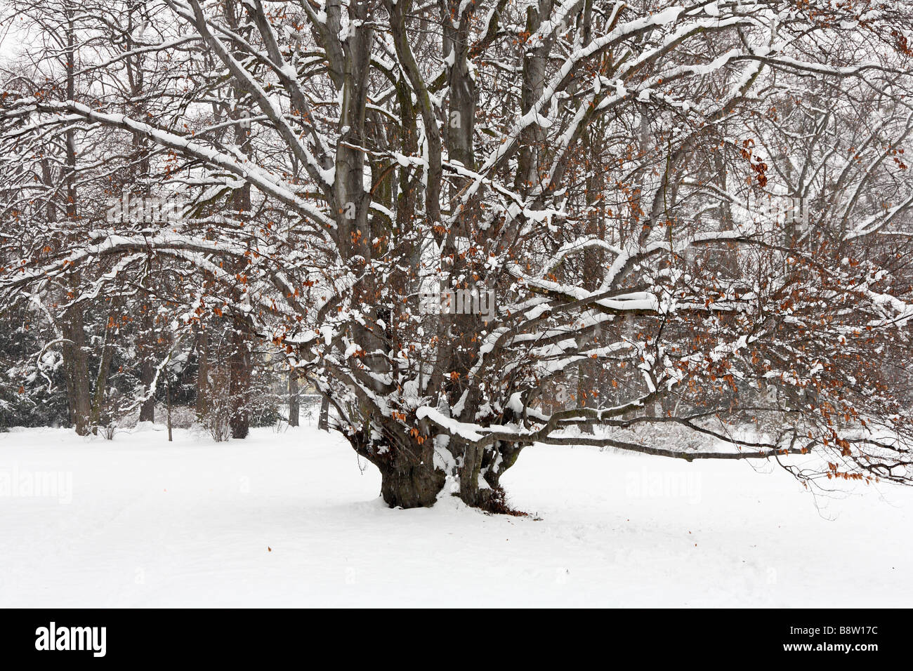 Faggio durante la nevicata Fagus sylvatica Foto Stock