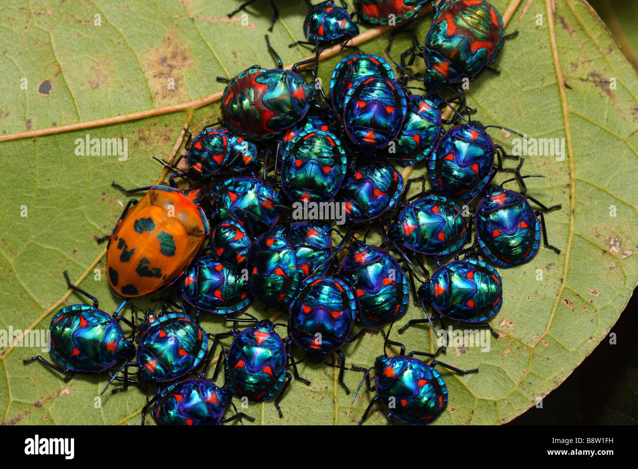 Una femmina di cotone Harlequin Bug o Arlecchino Beetle con le sue ninfe su un albero di ibisco Foto Stock