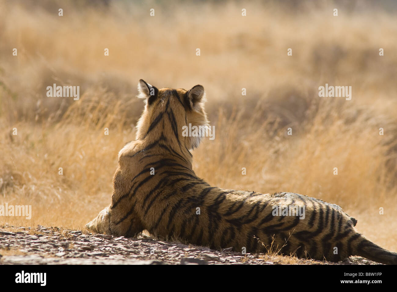 Tigre Bengala (Panthera tigris tigris) che riposa. Ranthambhore National Park, Rajasthan, India. Foto Stock