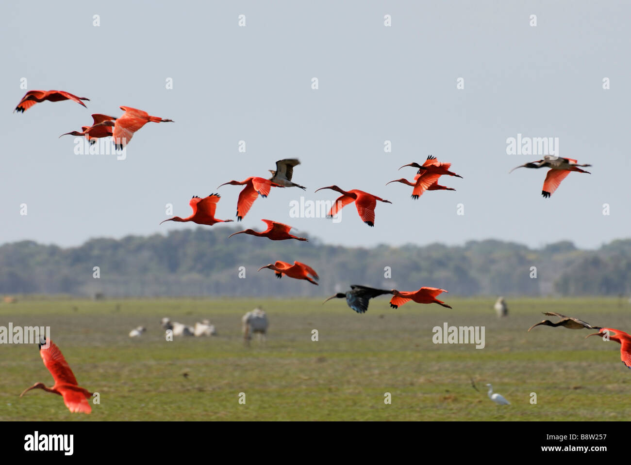 Sciame di Scarlet Ibis battenti, Eudocimus ruber, LOS LLANOS, Venezuela, Sud America Foto Stock