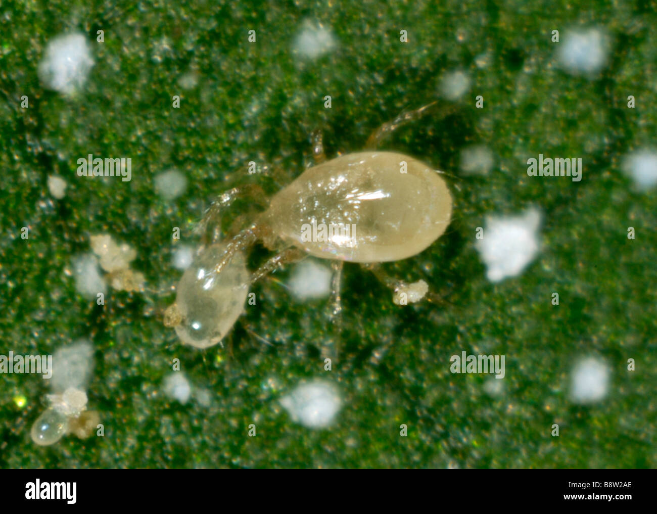 Un acaro predatore Amblyseius swirskii attaccando un cibo acaro Carpophagus sp Foto Stock