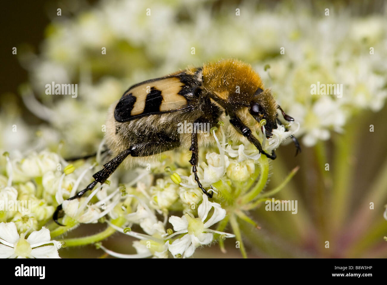 Bee beetle, Trichius fasciatus Foto Stock