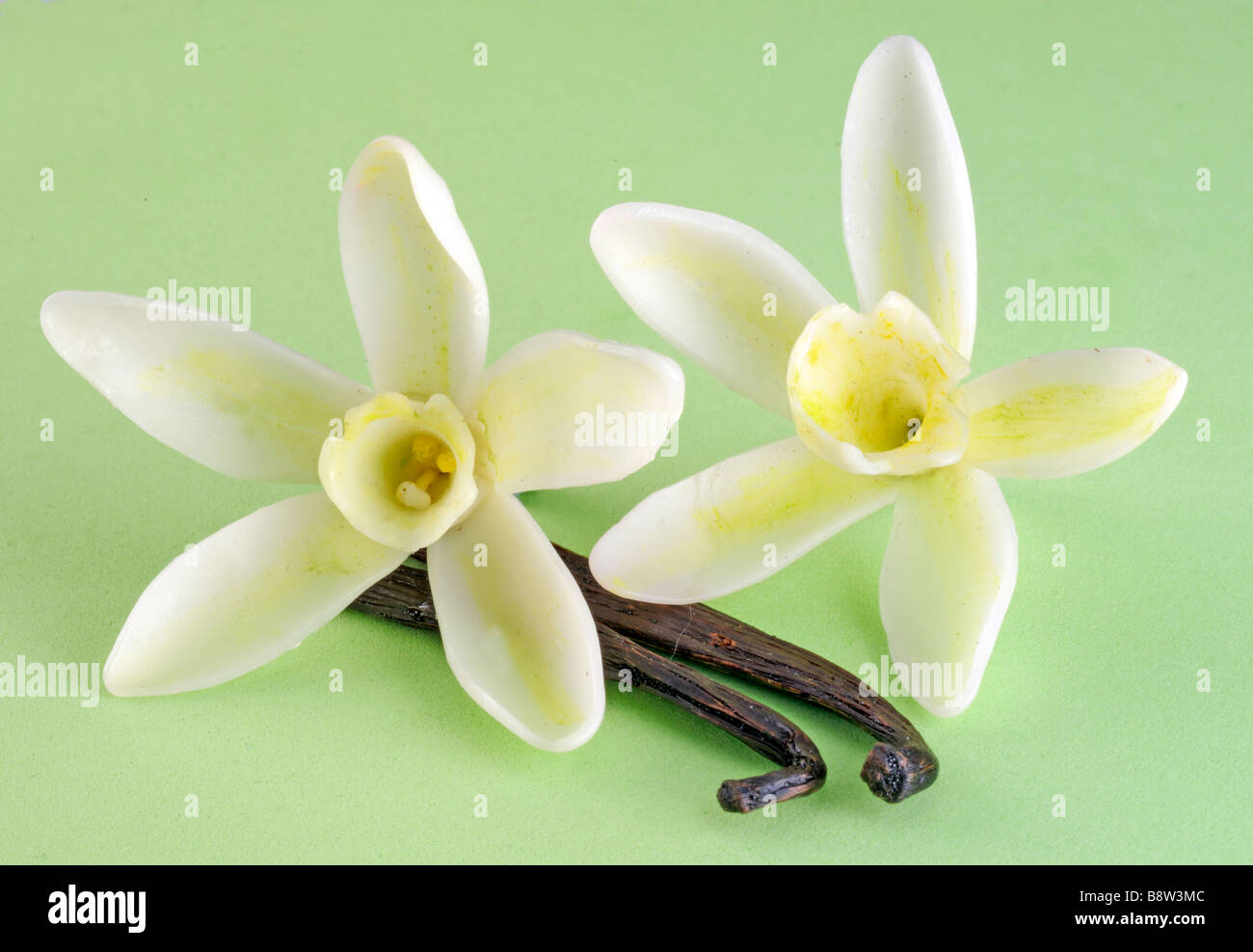Fiori di vaniglia con cialde Foto Stock