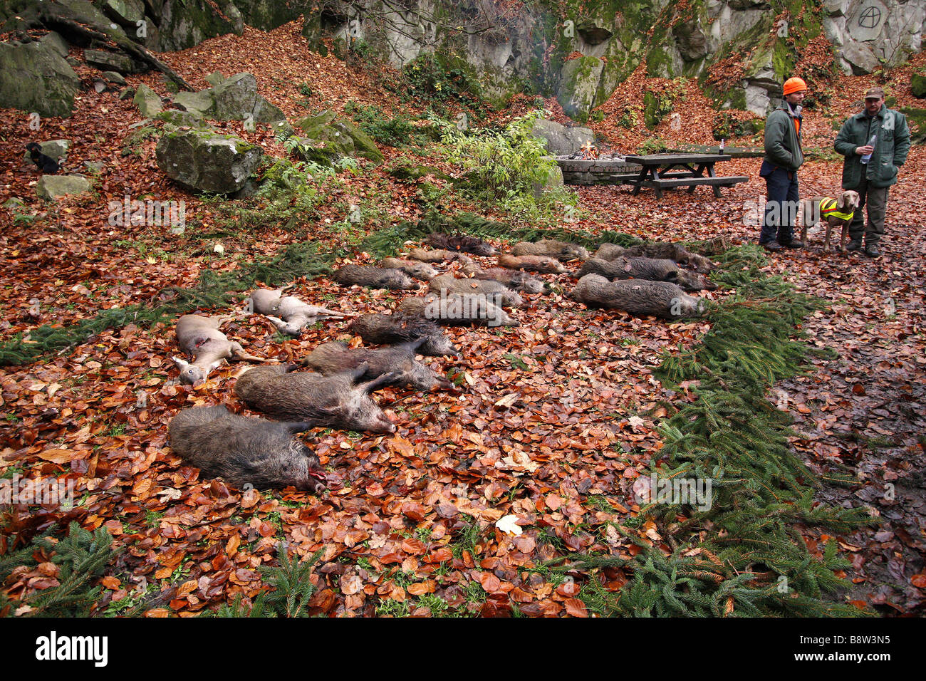 Il cinghiale, maiale, il cinghiale (Sus scrofa), ucciso il gioco, Germania Foto Stock