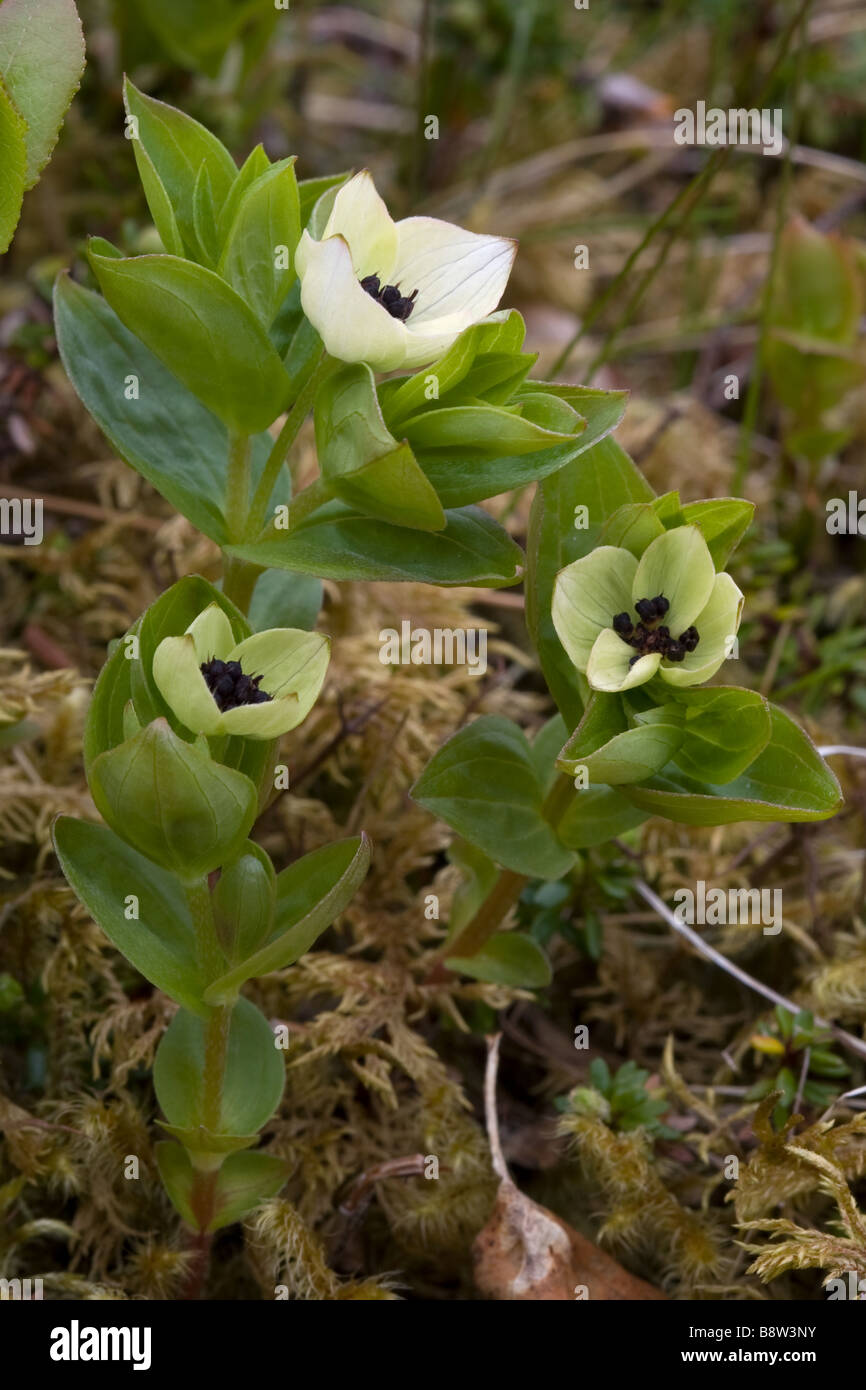 Dwarf corniolo, Cornus suecica Foto Stock