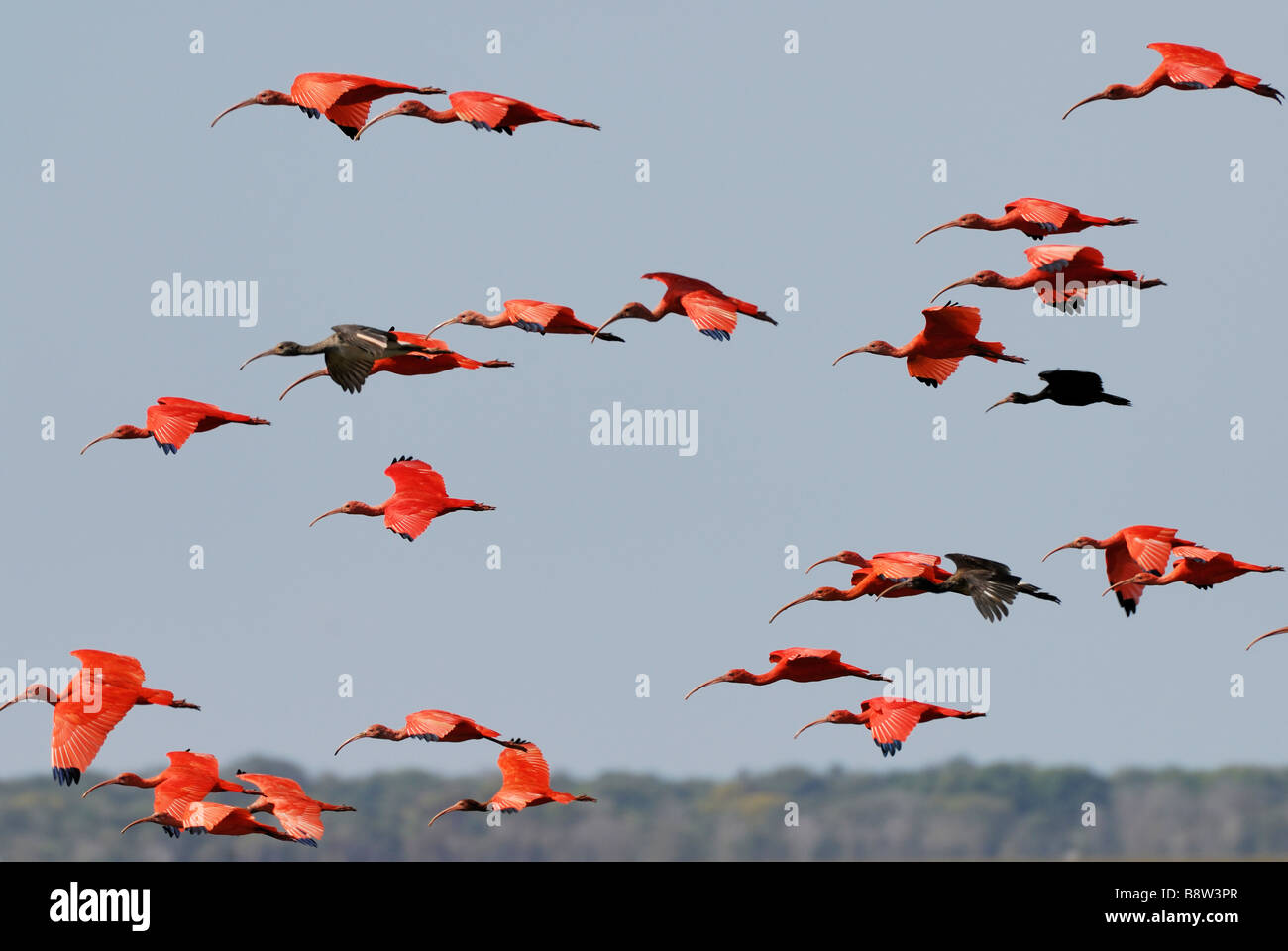 Sciame di Scarlet Ibis battenti, Eudocimus ruber, LOS LLANOS, Venezuela, Sud America Foto Stock