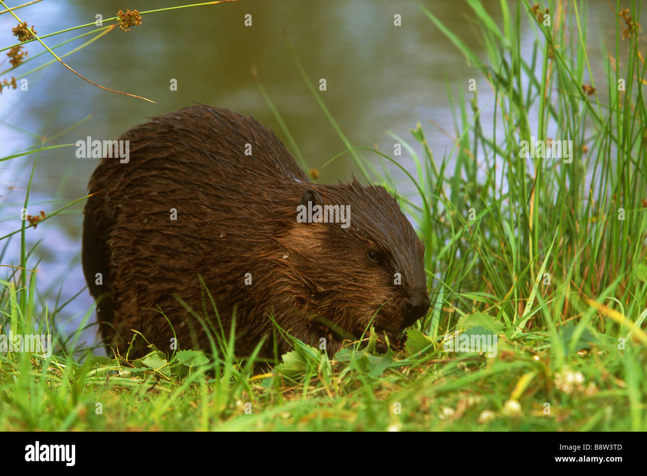 American Beaver (Castor canadensis) alimentazione su riverbank Foto Stock