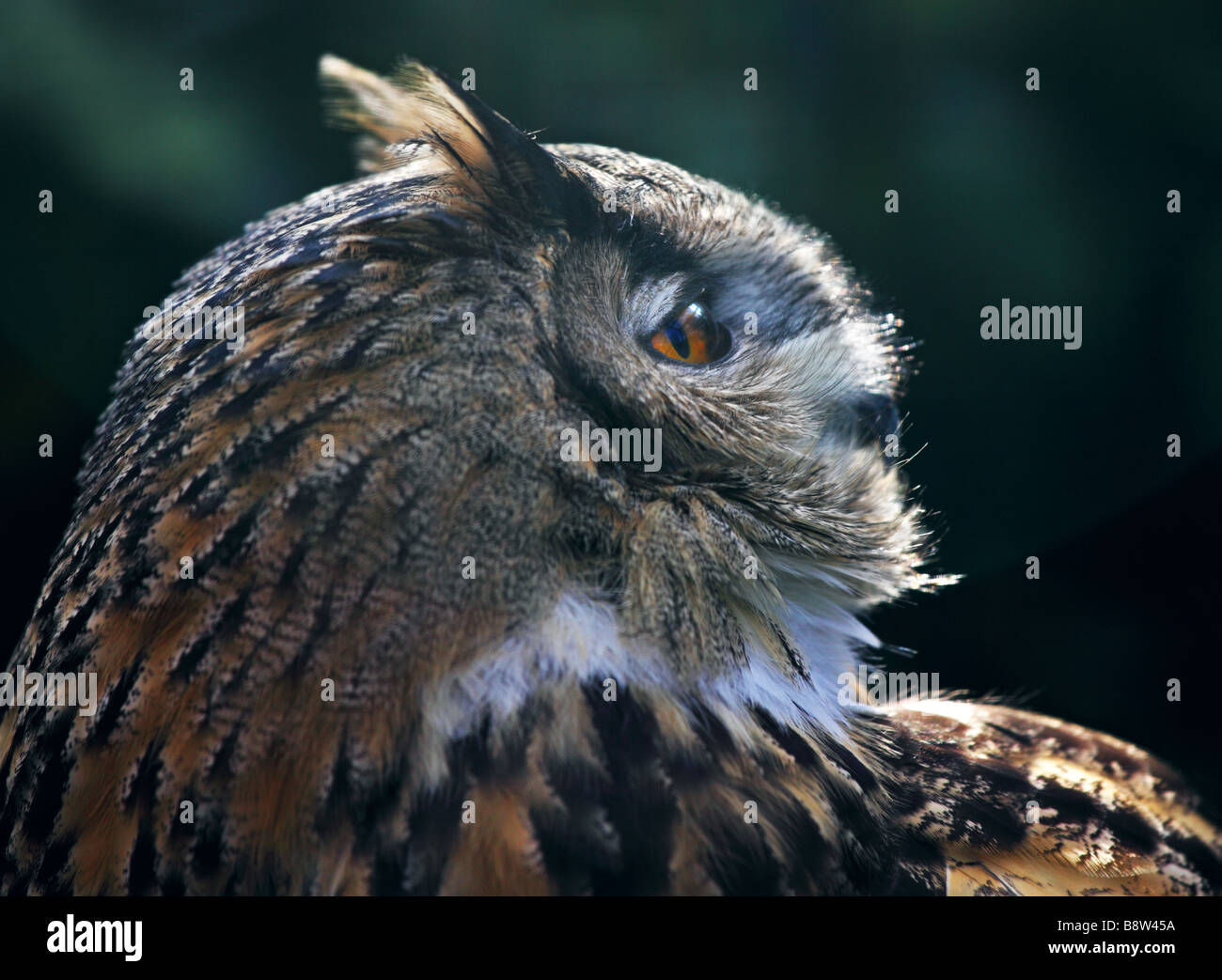 Gufo reale (Bubo bubo) Foto Stock