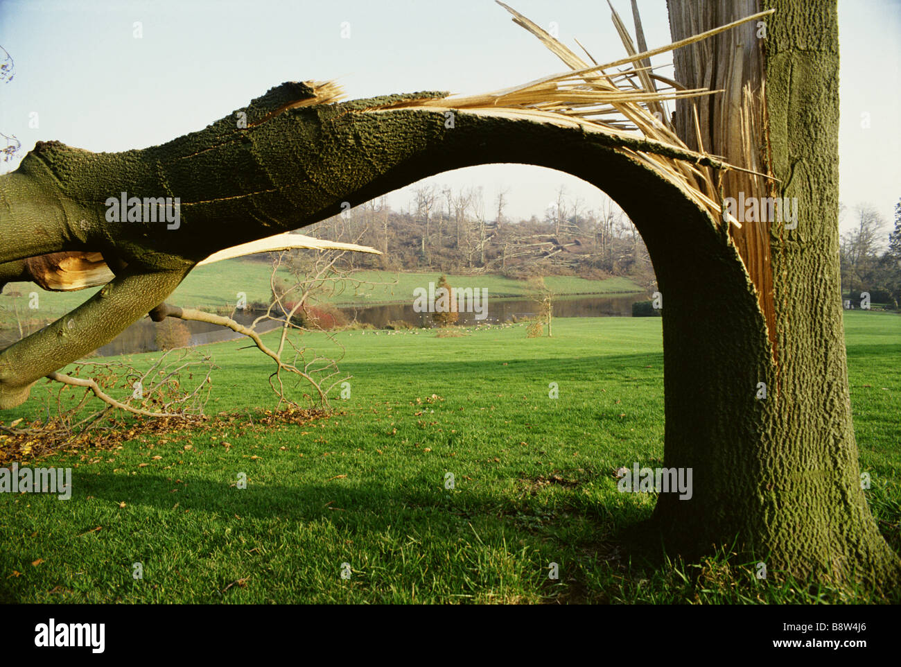 Una vista che mostra il danno ad un albero vicino al lago causati dalla tempesta in ottobre 1987 Foto Stock