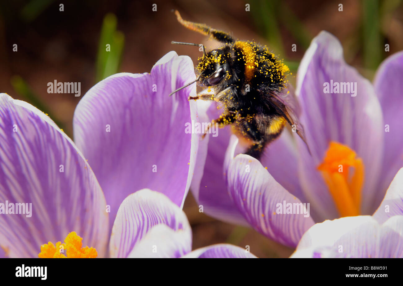 Un Bumble Bee per raccogliere il polline da a fioritura primaverile Crocus Foto Stock