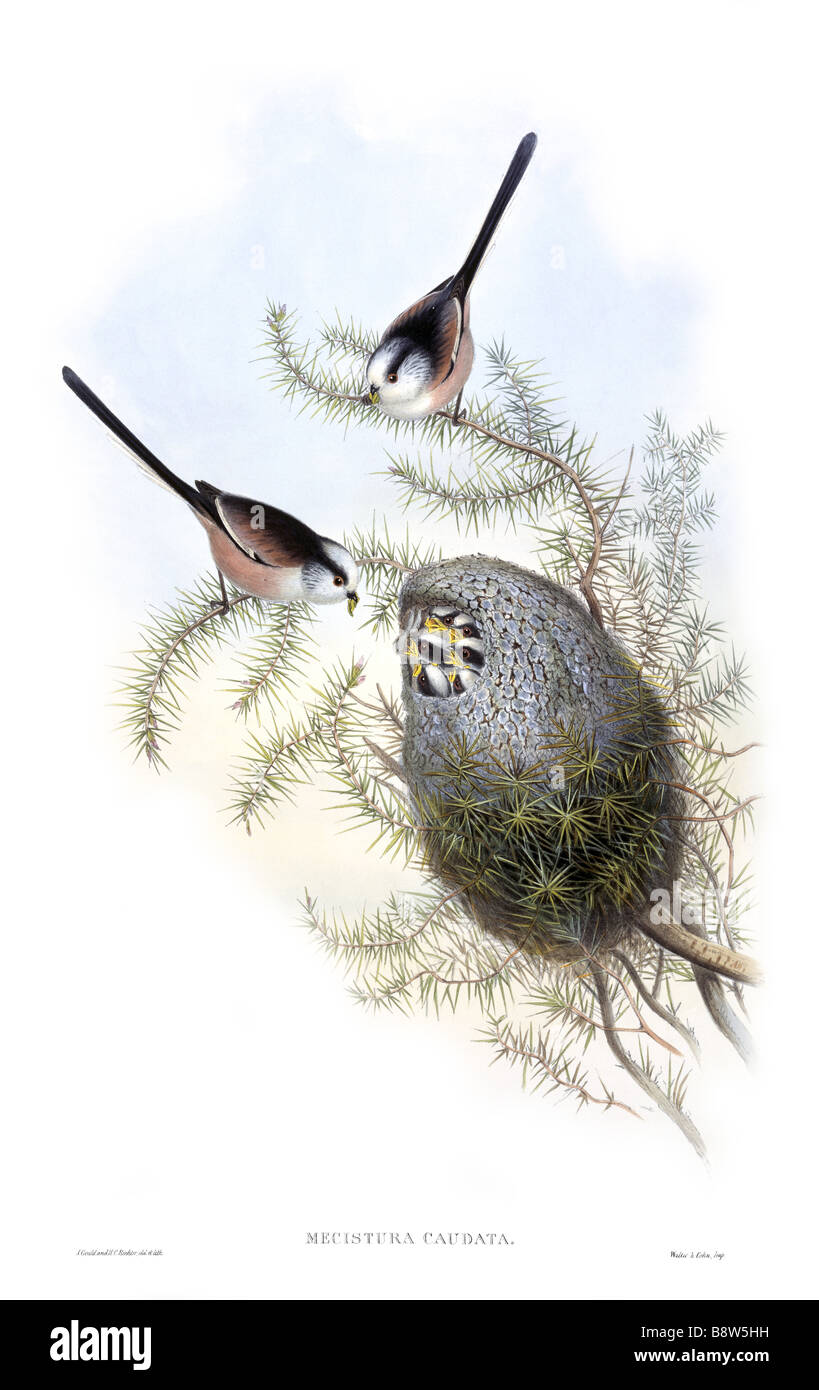 Abbazia di Calke Foto Stock