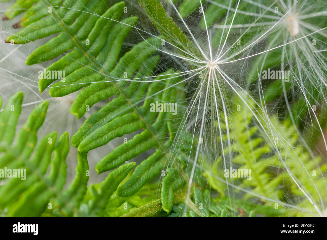 Semi di Spear Thistle, Cirsium vulgare, noto anche come thistledown o gossamer, Inghilterra. Foto Stock