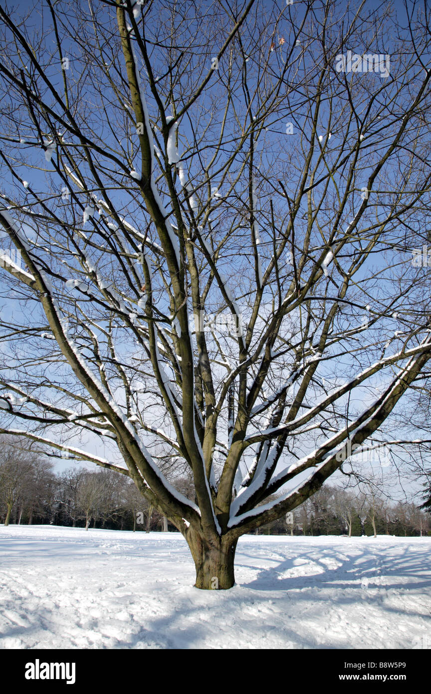 Coperte di neve albero sul bordo del campo da Golf in Beckenham Palce Park, Lewisham Foto Stock