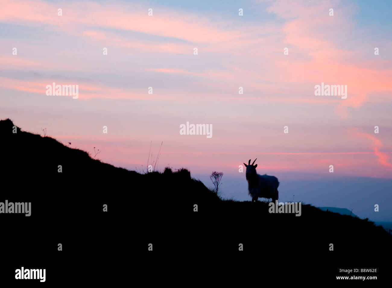 Silhouette di sola capra selvatica prese vicino alla vecchia fortezza a Brean giù, Burnham on-mare contro una rosa e blu tramonto Foto Stock