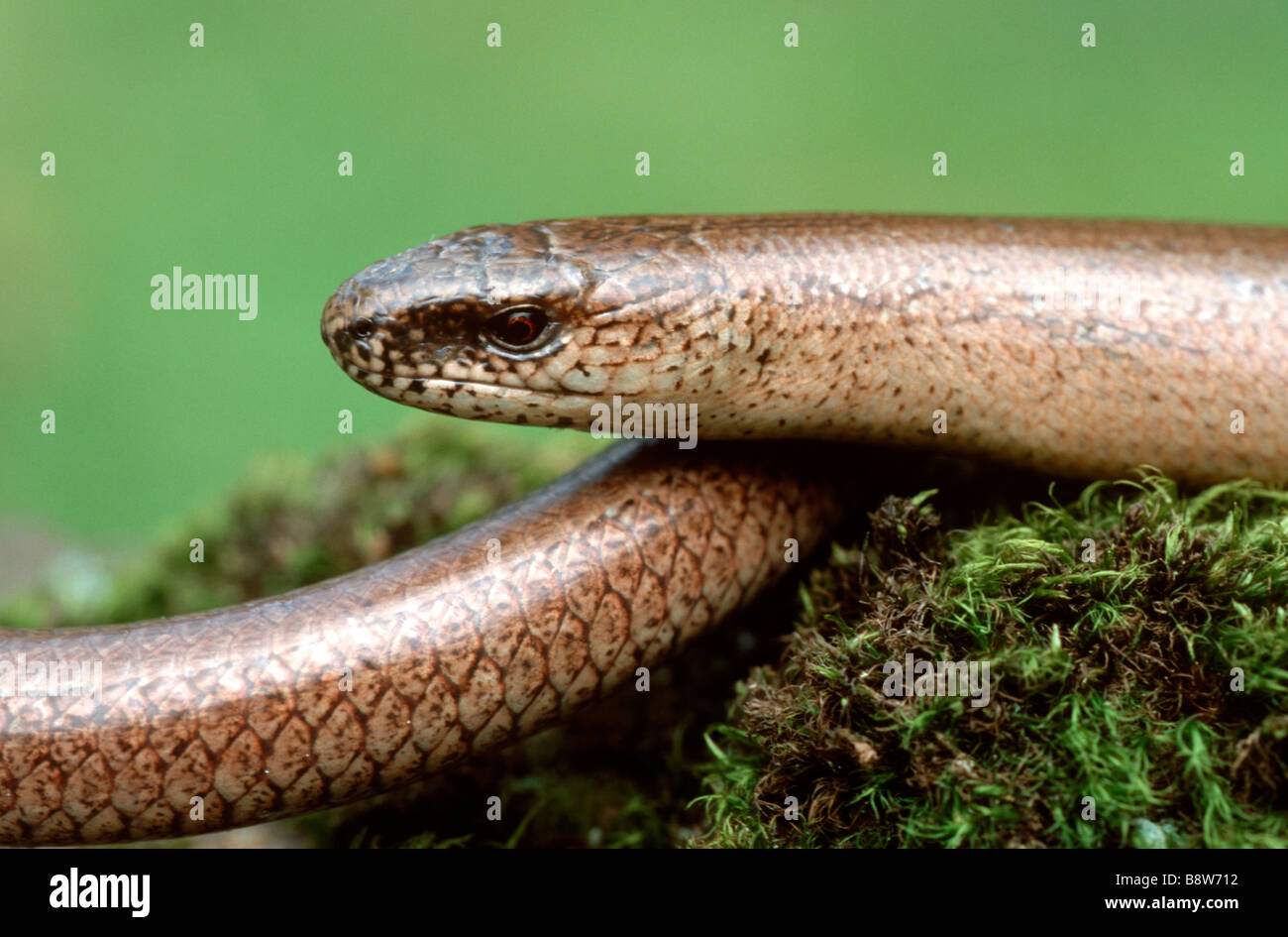 Slow Worm (Anguis fragilis), ritratto Foto Stock