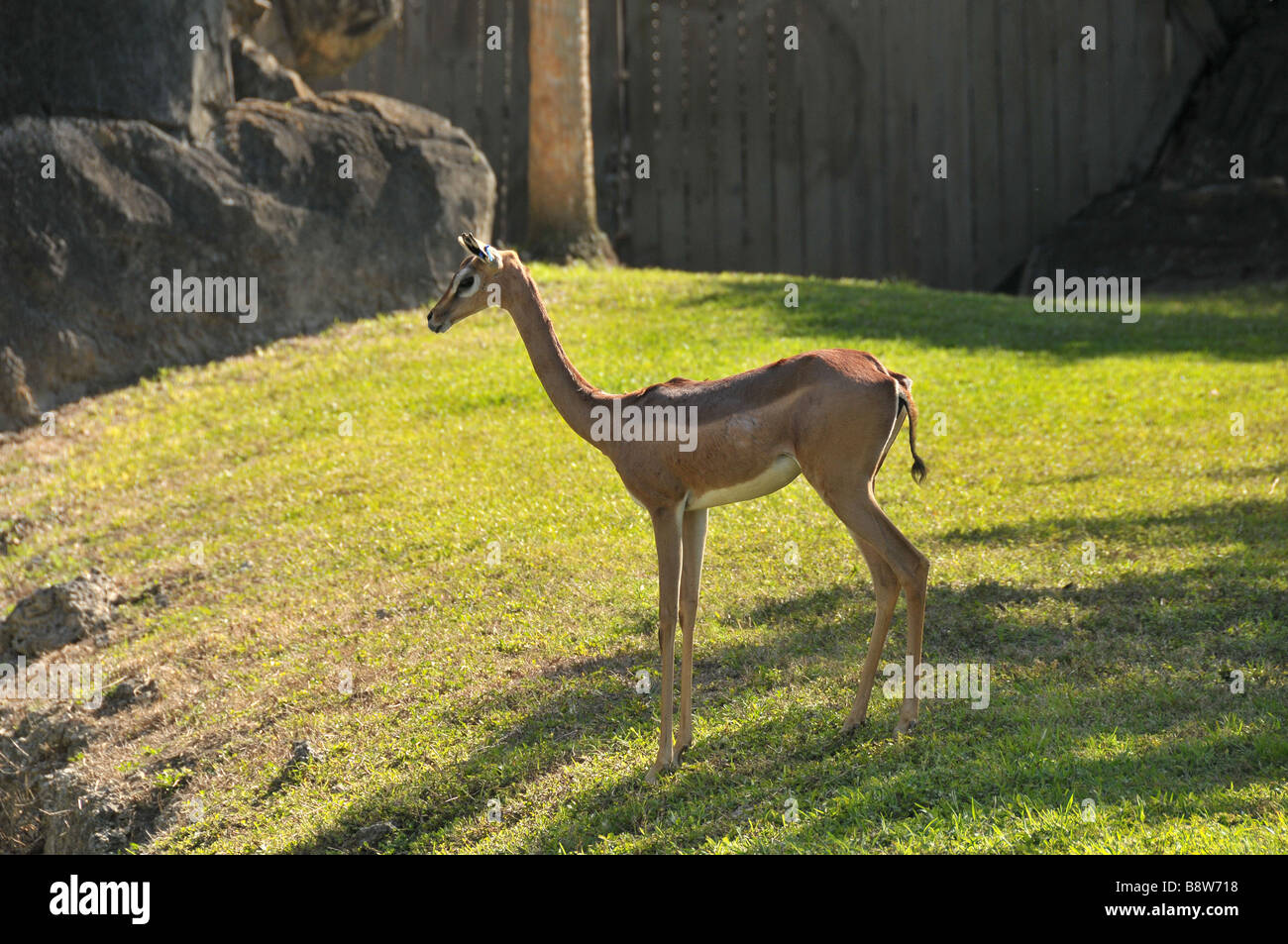 Gerenuk o Waller la gazzella. Foto Stock