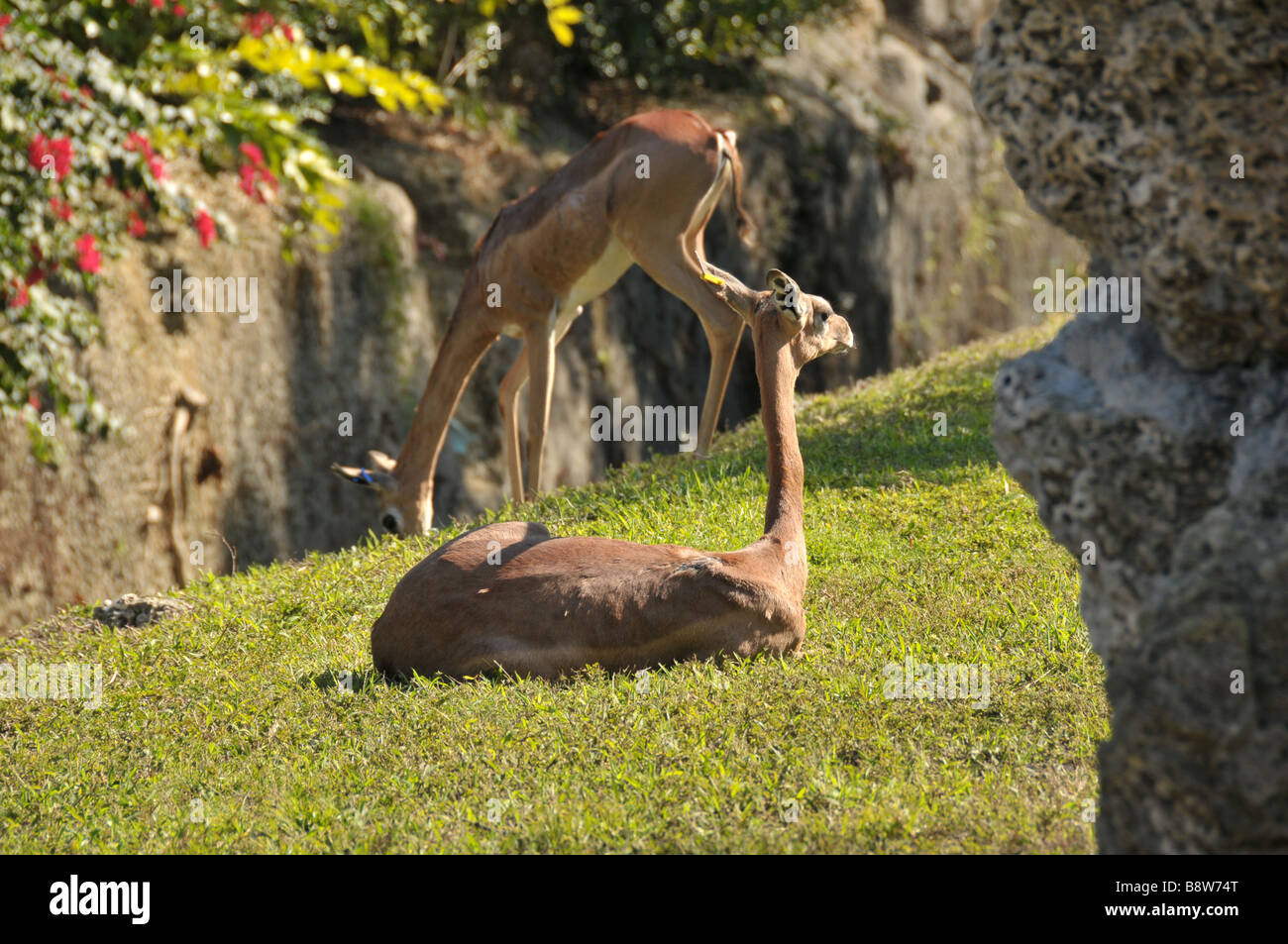 Gerenuk o Waller la gazzella. Foto Stock