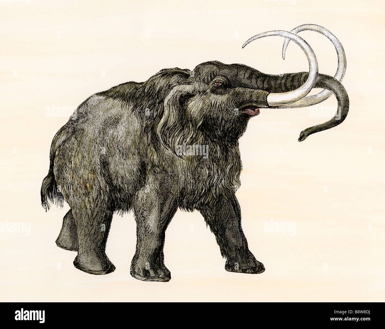Wooly mammoth. Colorate a mano la xilografia Foto Stock