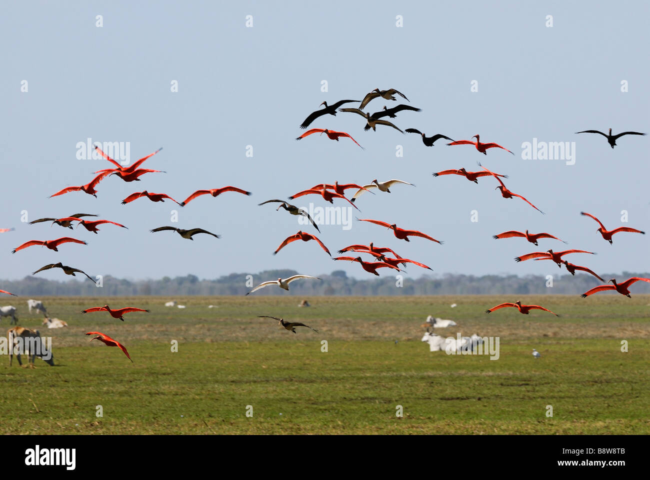 Sciame di Scarlet Ibis battenti, Eudocimus ruber, LOS LLANOS, Venezuela, Sud America Foto Stock