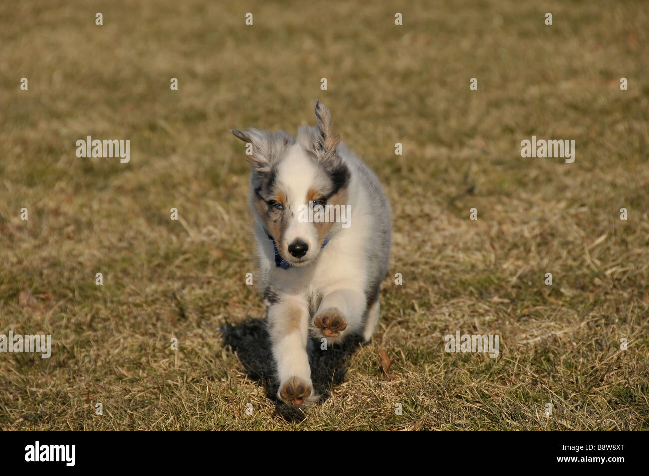 Sheltie cucciolo in esecuzione. Foto Stock