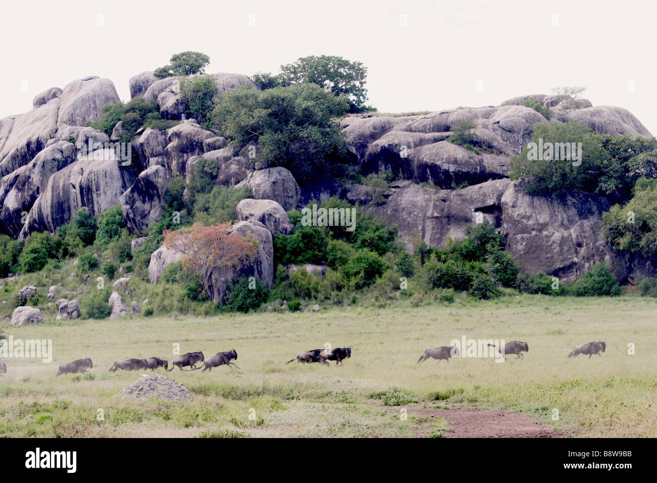 Africa Tanzania Serengeti National Park una mandria di bianco barbuto o borchiati gnu in esecuzione Foto Stock