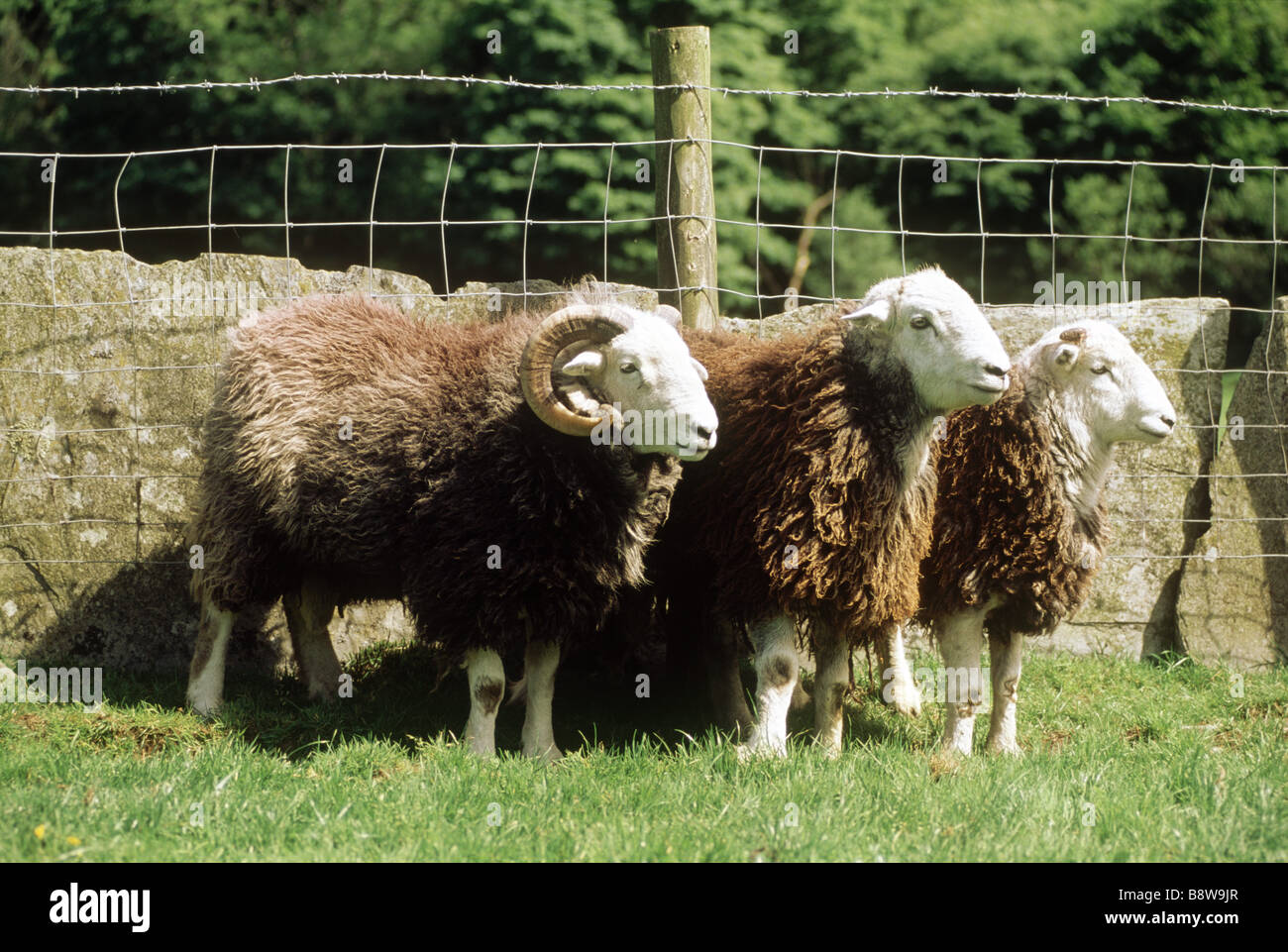 FL un gruppo Herdwick pecore ad alta Yewdale Farm Monk Coniston in piedi da una parete la tenuta fu acquistato da B Potter nel 1930 Foto Stock