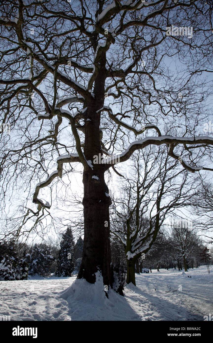 Grande coperta di neve London Plane Tree in Beckenham Palce Park, Lewisham Foto Stock