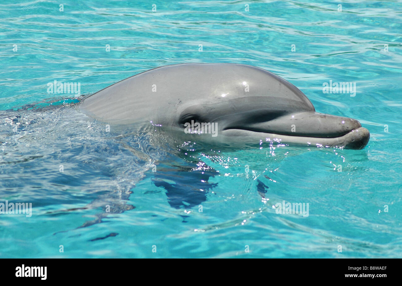 Dolphin guardando fuori del blu/acqua turchese Foto Stock
