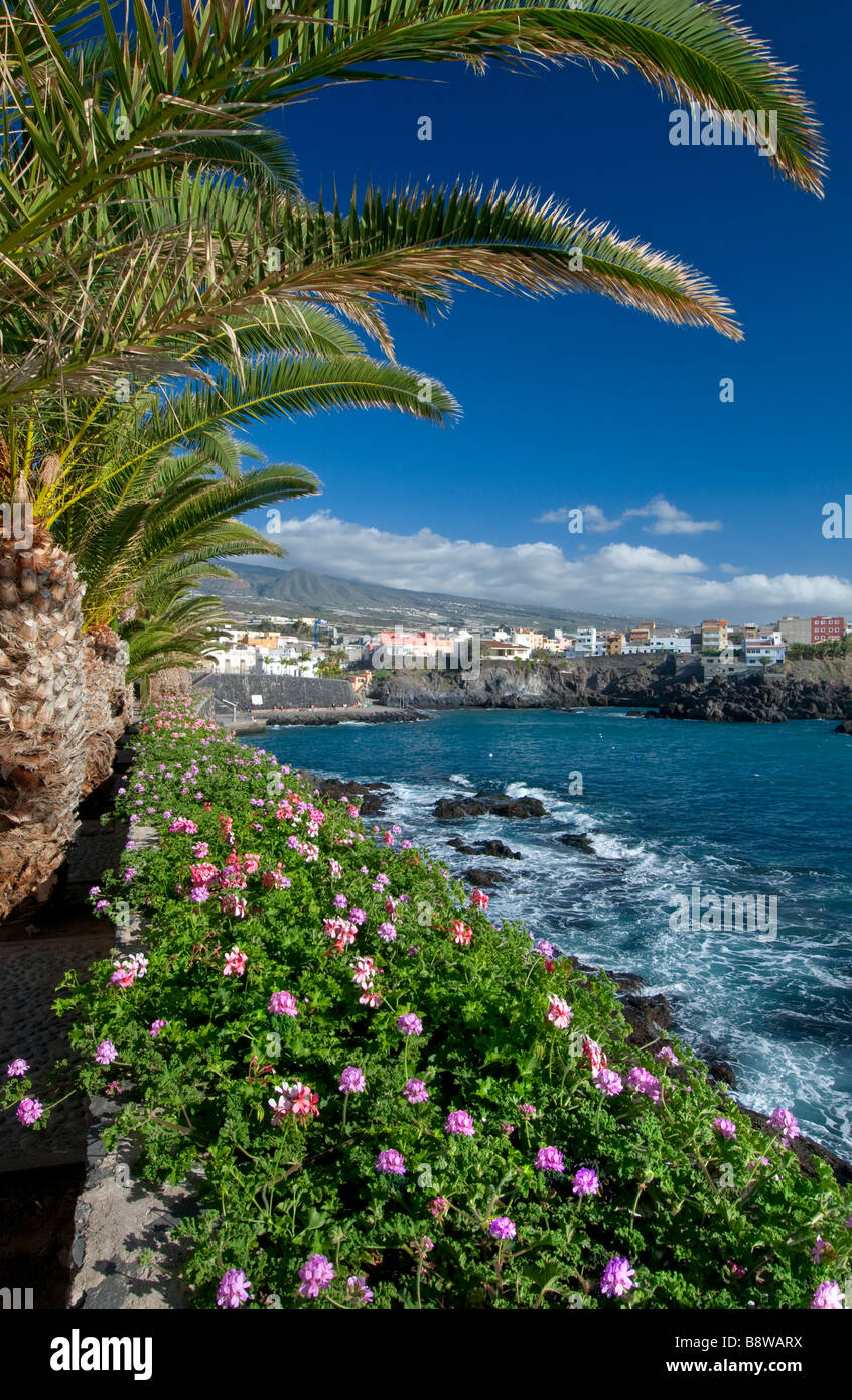 Alcala Guia de Isora Tenerife floral fiancheggiata da palme parete del mare in Alcala sulla costa di Guia de Isora nel sud di Tenerife Isole Canarie Spagna Foto Stock