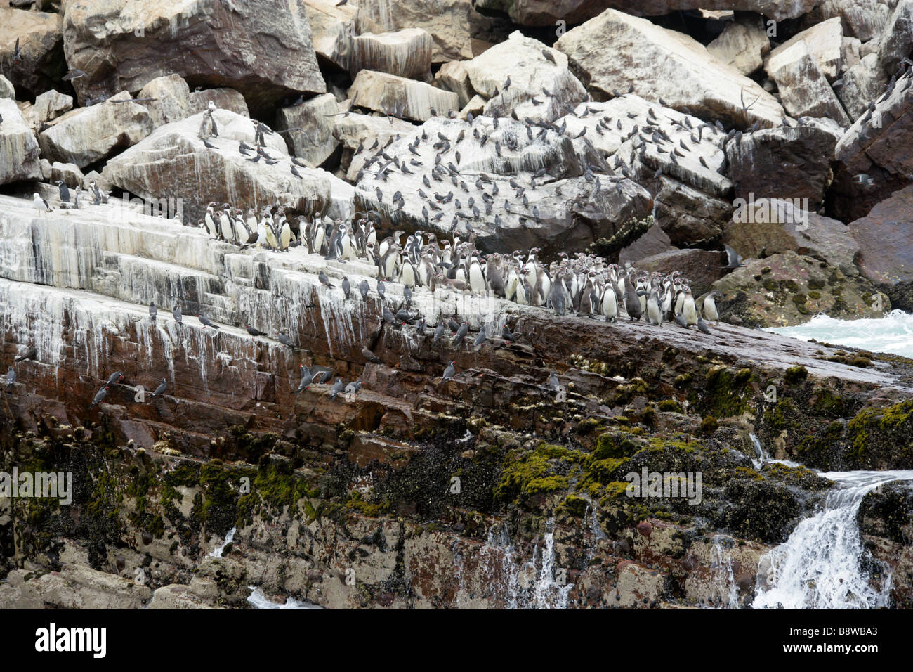 Una colonia di pinguini Humboldt Spheniscus Humboldti e sterne Inca, Larosterna inca, San Lorenzo Isola, Callao isole, Lima Foto Stock