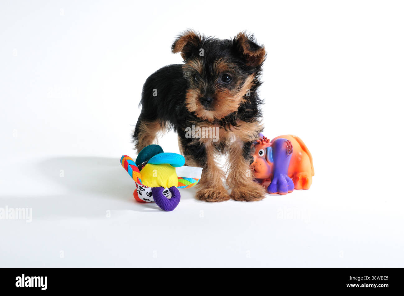 A 7 settimane vecchio Yorkshire Terrier cucciolo, Canis lupus familiaris, con due squeaky giocattoli, isolato su bianco. Foto Stock