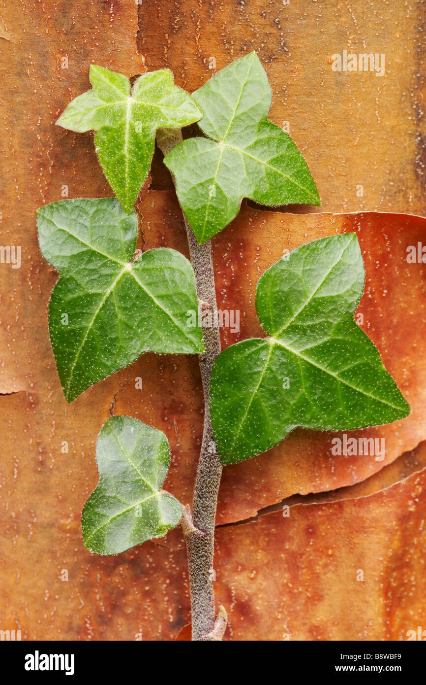 Comune di Edera, inglese (Edera Hedera helix), viticcio con foglie Foto Stock