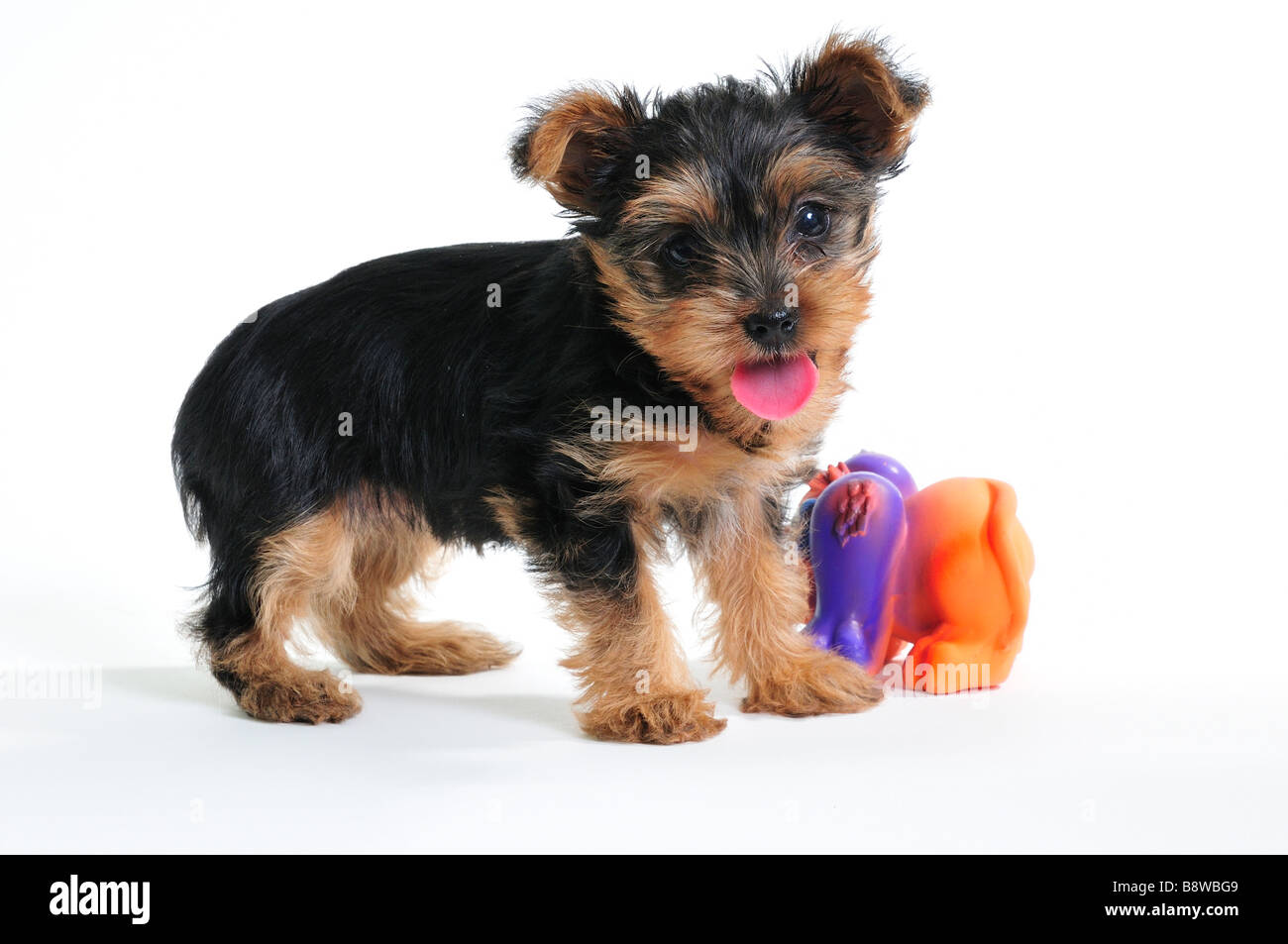 A 7 settimane vecchio Yorkshire Terrier cucciolo, Canis lupus familiaris. Foto Stock
