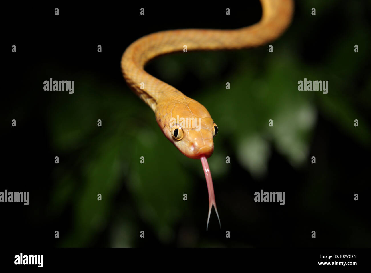 Brown Tree Snake (Boiga irregularis) Foto Stock