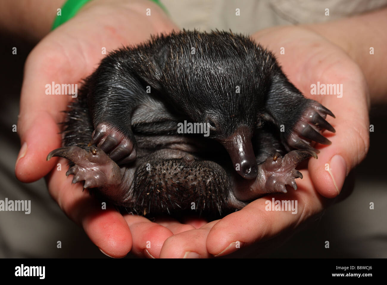Un orfano a breve becco Echidna (Tachyglossus aculeatus) puggle Foto Stock