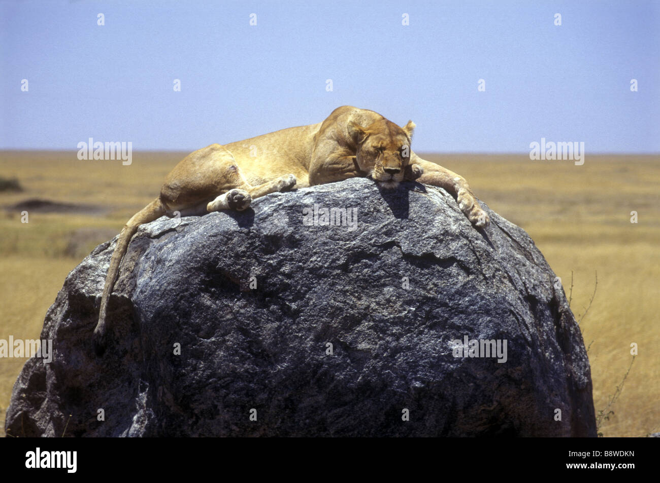 Leonessa a dormire su di un grande masso a Simba Kopjes Serengeti National Park Tanzania Africa orientale Foto Stock