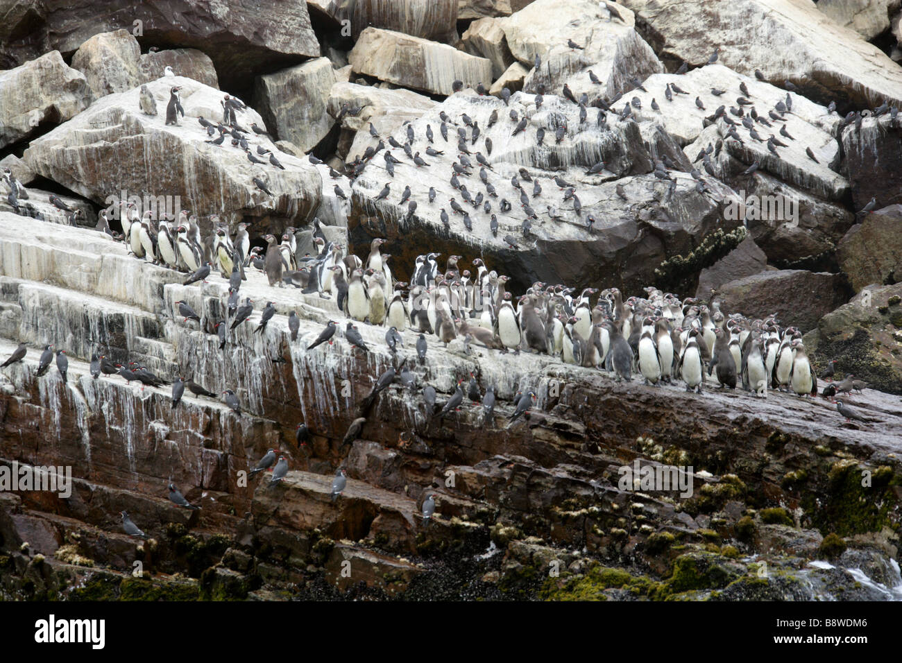 Una colonia di pinguini Humboldt Spheniscus Humboldti e sterne Inca, Larosterna inca, San Lorenzo Isola, Callao isole, Lima Foto Stock