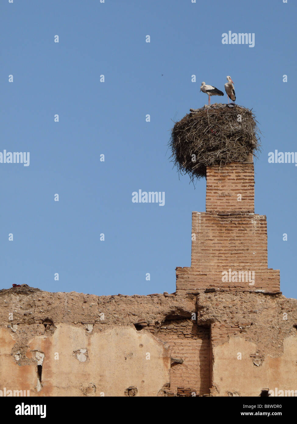 La nidificazione delle cicogne sulle pareti di Marrakech. Essi hanno costruito la loro casa in precario equilibrio su un antico camino flue. Foto Stock
