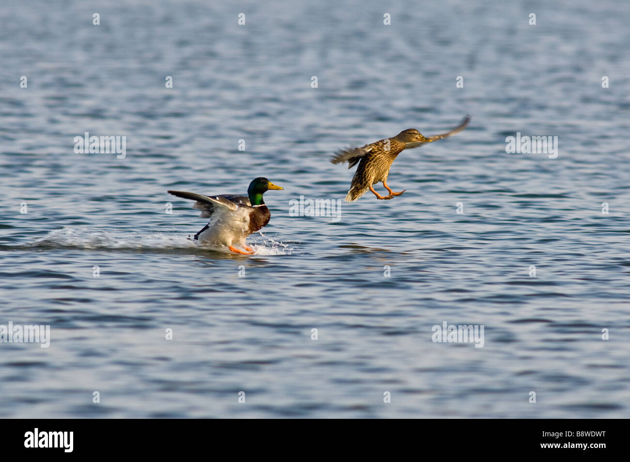 Maschio e femmina adulti Mallard sbarcano su un lago Foto Stock