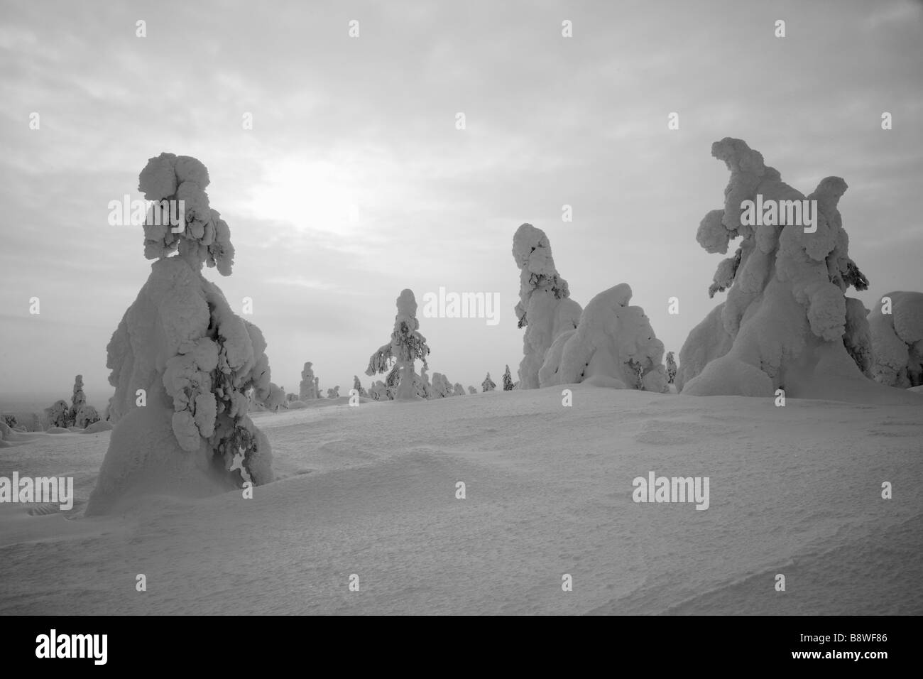 Neve alberi a pieno carico Foto Stock